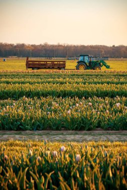 Çiftlikte lale, ilkbaharda güzel renkler..