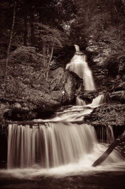Ormandaki şelaleler siyah beyaz.