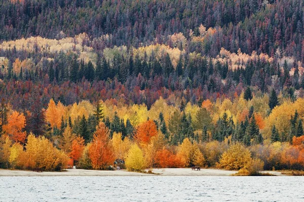 Прекрасная Осенняя Листва Национальном Парке Джаспер Канаде — стоковое фото
