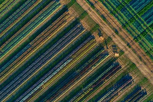 Abstracte Patronen Van Tulpenboerderij Luchtfoto Met Prachtige Kleuren Het Voorjaar — Stockfoto