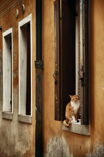 Gato Ventana Venecia Italia —  Fotos de Stock