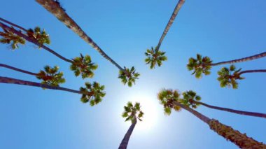 Kaliforniya 'daki Big Sur deniz kıyısı boyunca uzanan güzel palmiye ağacı manzarası.
