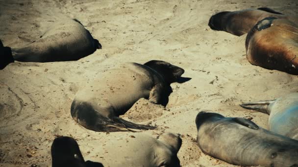 Sjölejon Vilar Sand Stranden Big Sur National Park Kalifornien — Stockvideo