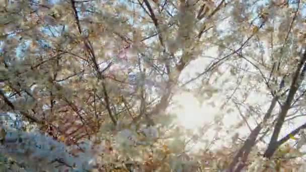 Kirschblüte Frühling Washington — Stockvideo