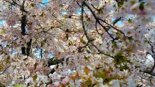 Floraison Cerisiers Printemps Washington — Video