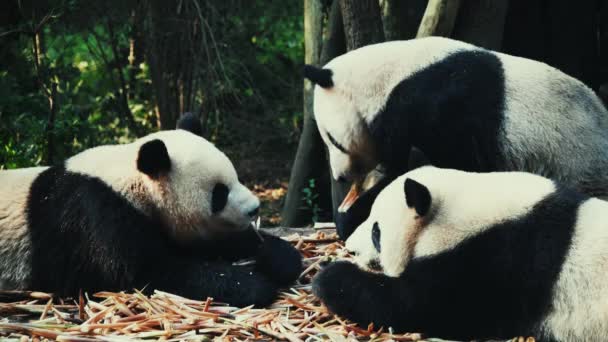 Tres Pandas Gigantes Comiendo Brotes Banboo Reserva Chengdu Sichuan China — Vídeos de Stock
