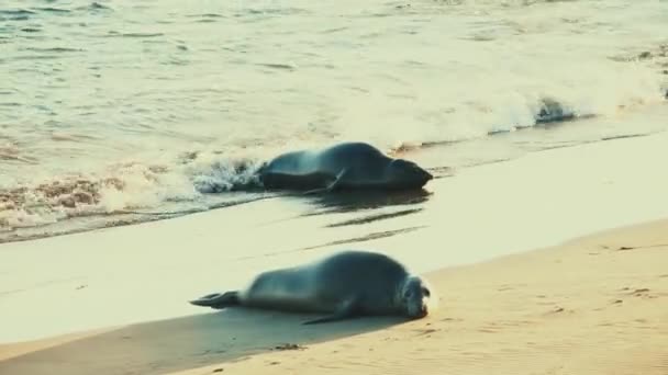 加州大苏尔国家公园海滩上的海狮在沙滩上休息 — 图库视频影像