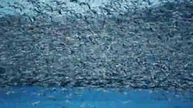 Pennsylvania, ABD 'deki Middle Creek Doğal Rezervi' nde kar kazı