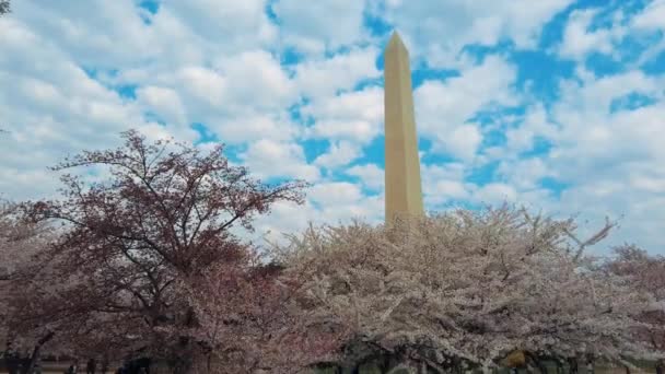 Washingtonský Památník Třešňovým Květem Jako Městský Památník Washingtonu — Stock video