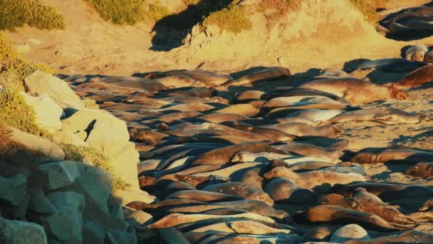 Leoni Marini Riposano Nella Sabbia Spiaggia Nel Big Sur National — Video Stock