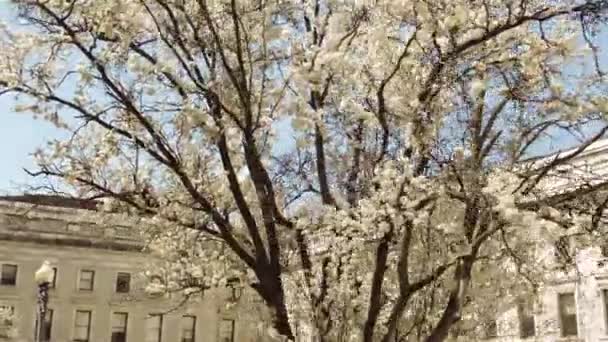 Cherry Blossom Spring Washington — Stock Video
