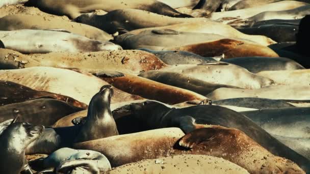Морські Леви Відпочивають Піску Пляжі Національному Парку Біг Сур Каліфорнія — стокове відео