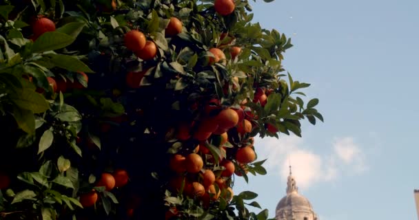 Mandarinky Náměstí Malaga Španělsko — Stock video