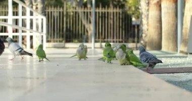 Çimlerde yeşil papağan Malaga İspanya