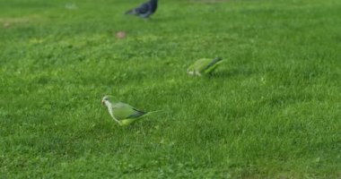 Çimlerde yeşil papağan Malaga İspanya