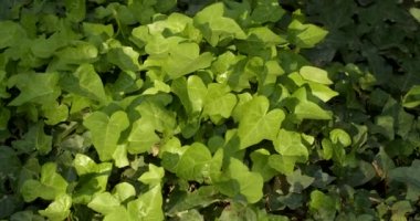 Yeşil Sarmaşık arkaplan bırakır