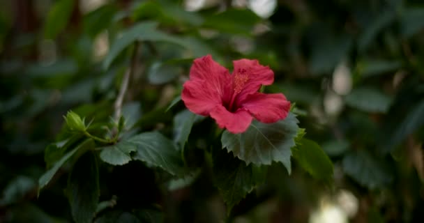 庭の赤い花ハイビスカスが近づくと — ストック動画