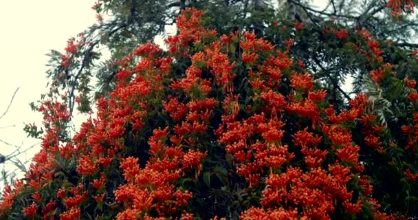 Red Flower Bush Malaga Spanyolország — Stock videók
