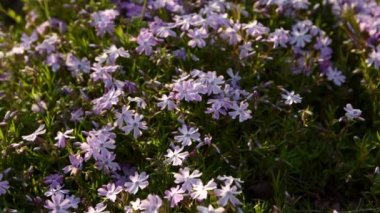 phlox subulata menekşe çiçeği kapanış baharı