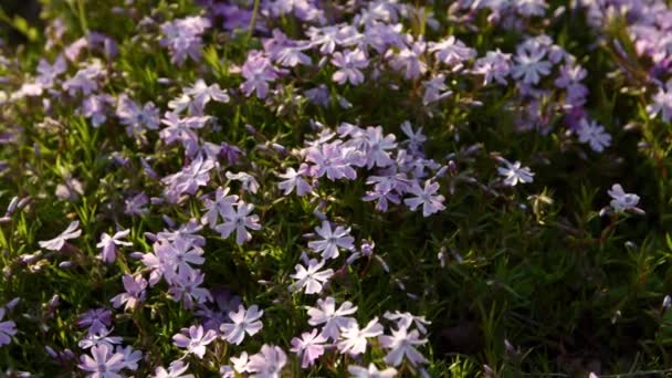 Phlox Subulata Violet Blossom Closeup Spring — Video Stock