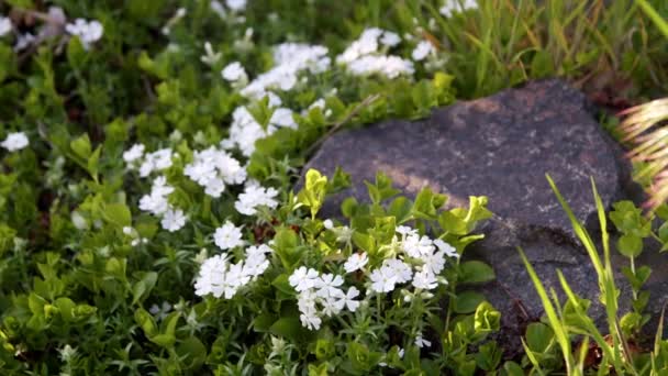 Phlox Subulata White Blossom Closeup Spring — стоковое видео