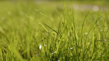 green grass spring sunset closeup 