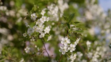 Çiçek açan kiraz bahçesine yakın.