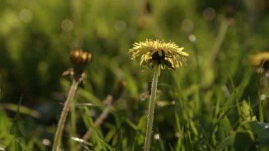 Yeşil çimlerin üzerinde karahindiba. Yakın plan.