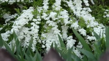 meadowsweet thunberg blossom closeup bride bush