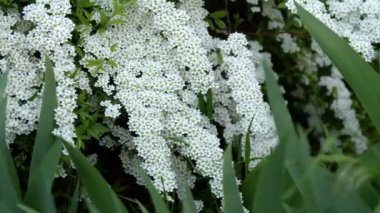 meadowsweet thunberg blossom closeup bride bush