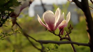 Manolya çiçeği ağacı. Gün batımı bahçesine yakın.