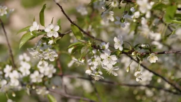Blooming Tree Cherry Closeup Garden — Vídeo de Stock