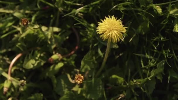 Dente Leone Erba Verde Primavera Primo Piano — Video Stock