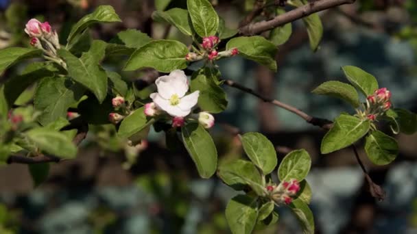 Apple Tree Blossom Sun Spring Garden Closeup — Video