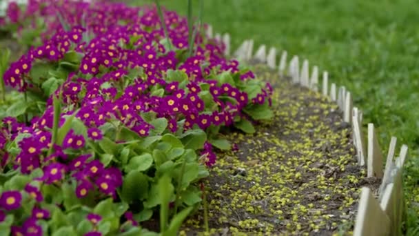 Primula Blossom Closeup Spring Garden — Vídeo de stock