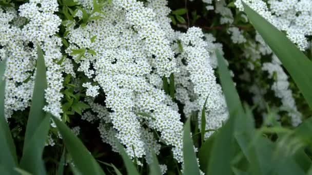Meadowsweet Thunberg Blossom Closeup Bride Bush — Stockvideo
