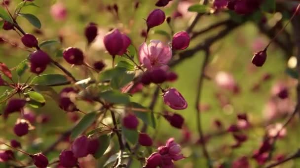 Apple Tree Sunset Closeup Spring Garden Blossom — Video