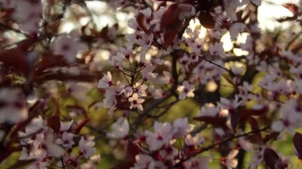 Kirazlı Erik Çiçeği Lkbahar Kapanış Günbatımı — Stok video