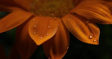 Gazania sarı çiçeği su damlalarıyla yakın çekim makrosu