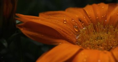 Gazania sarı çiçeği su damlalarıyla yakın çekim makrosu