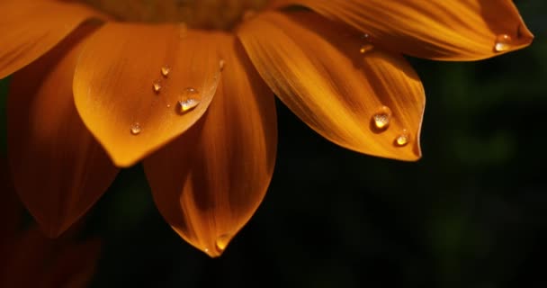 Gazania Yellow Flower Closeup Macro Water Drops — Stock video