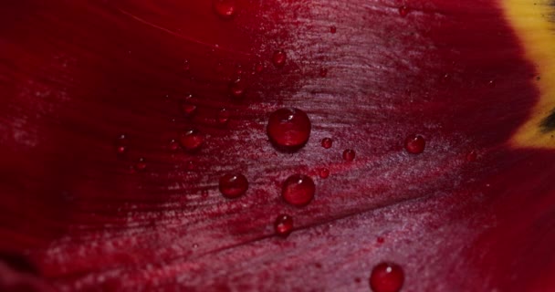 Water Drops Red Leaf Tulip — Stock video