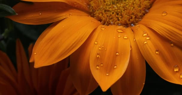 Gazania Yellow Flower Closeup Macro Water Drops — Stock video