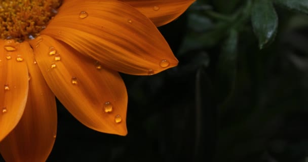 Gazania Yellow Flower Closeup Macro Water Drops — Stock video