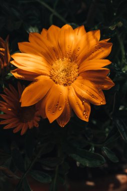 Gazania sarı çiçeği su damlalarıyla yakın çekim makrosu