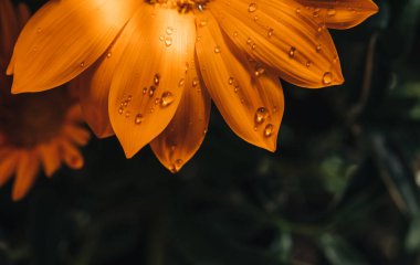 Gazania sarı çiçeği su damlalarıyla yakın çekim makrosu