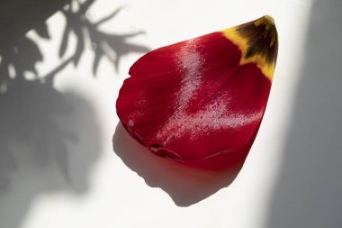 Lale yaprağı Makro kırmızı güneş