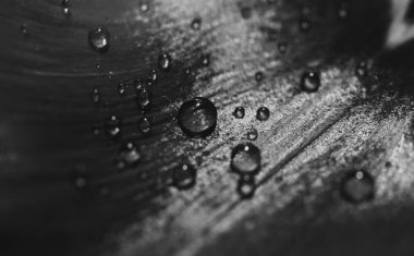 Su yaprakların üzerine düşer lale siyah beyaz yakın plan