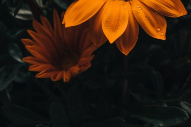 Gazania sarı çiçeği su damlalarıyla yakın çekim makrosu