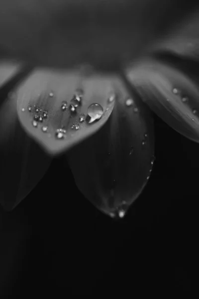Gazania Black White Flower Closeup Macro Water Drops — Fotografia de Stock